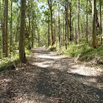 Trail near Lily Pond Picnic Area in Blackbutt Reserve (401176)
