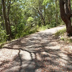 Trail near Mahognay Picnic Area in Blackbutt Reserve (401191)