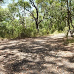 Trail near Mahognay picnic area in Blackbutt Reserve (401260)