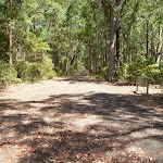 Trail through fores in Blackbutt Reserve (401332)
