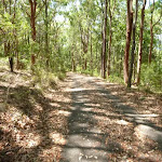 Forested trail in Blackbutt Reserve (401407)