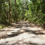 Trail close to Richley Reserve in Blackbutt Reserve (401464)