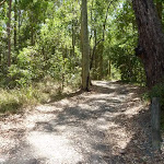 Trail through forest in Blackbutt Reserve (401497)