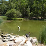 Black swan in large pond in Richley Reserve (401581)