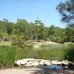 Large pond with black swan in Richley Reserve (401596)