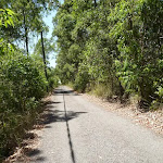 Trail with overhead powerlines in Blackbutt Reserve (401785)