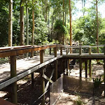 Elevated boardwalk at the Wildlife Exhibits at Blackbutt Reserve (401980)