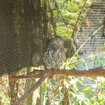 Owl in the Wildlife Exhibits at Carnley Ave Reserve (402112)