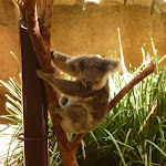 Koala at the Wildlife Exhibits at Blackbutt Reserve (402148)