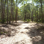 Eucalypt forest Green Point Reserve (402451)