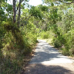 Foot path through eucalyptus forest in Green Point Reserve (402967)