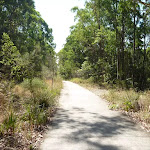 Eucalypt forests in Green Point Reserve (402982)