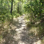 Forest track near Green Point on Lake Macquarie (403045)