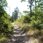 Bush track in Green Point Reserve (403075)