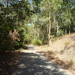 Eucalyptus forest beside trail in the Green Point Reserve (403192)