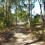 Forest near Leichhart Road in Green Point Reserve (403345)
