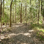 Track in Green Point Reserve by the shores of Lake Macquarie (403702)
