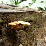 Mushrooms in Nellies Glen (411086)
