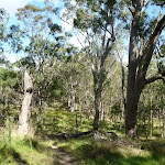 Open forest east of Megalong Rd (412409)