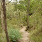 Six Foot Track winding along a long set of timber steps east of the Coxs River (413384)