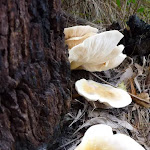 Fungus south of Lord's Bay (420190)