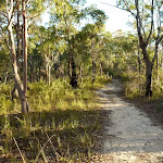 Wide flat track north of int of viewpoint and Mt Kuring-gai Tracks  (422353)