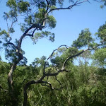 The trees above the Casuarina Track (43336)