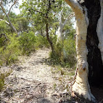 Walking through the scribbly gum forest east of Cherry Lane on the Great North Walk (446321)