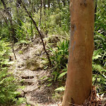 Pleasant forest west of Tooheys Rd (447032)