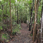 Closed (riparian) section of forest. (47408)
