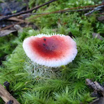 Fungus near Junction Rock (49901)