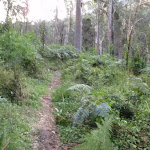 Track north of Blue Gum Forest (50537)