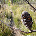 Banksia hanging over track (51266)