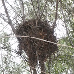 Birds Nest near Deburghs Bridge (54719)