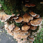 Fungus on tree (56384)