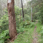 thick forest surrounds the track (60461)