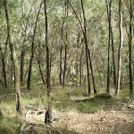Bushland in the Berowra Valley (6127)