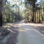 Palmers Rd in the Watagans (65051)