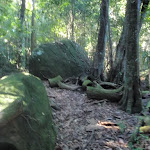 Moss covered boulders (65354)