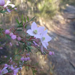 Pink Boronia in flower (71866)