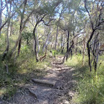typical bushland found in the area (72802)