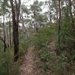 Track through bush to Plateau Pde (73509)