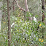 Cockatoos eating in bush (73512)