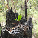 Leaf in stump (74031)