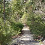 Track to Martin's Lookout (74415)