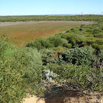great example of a hanging swamp lining the cape bailey walk (75534)