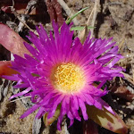 Disphyma crassifolium (Pigface) flower in spring (75825)