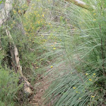 Bushtrack around grass tree (79501)