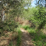 Bushtrack away from M2 (79762)