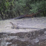 One of the lizards along the trail that you might see (8090)